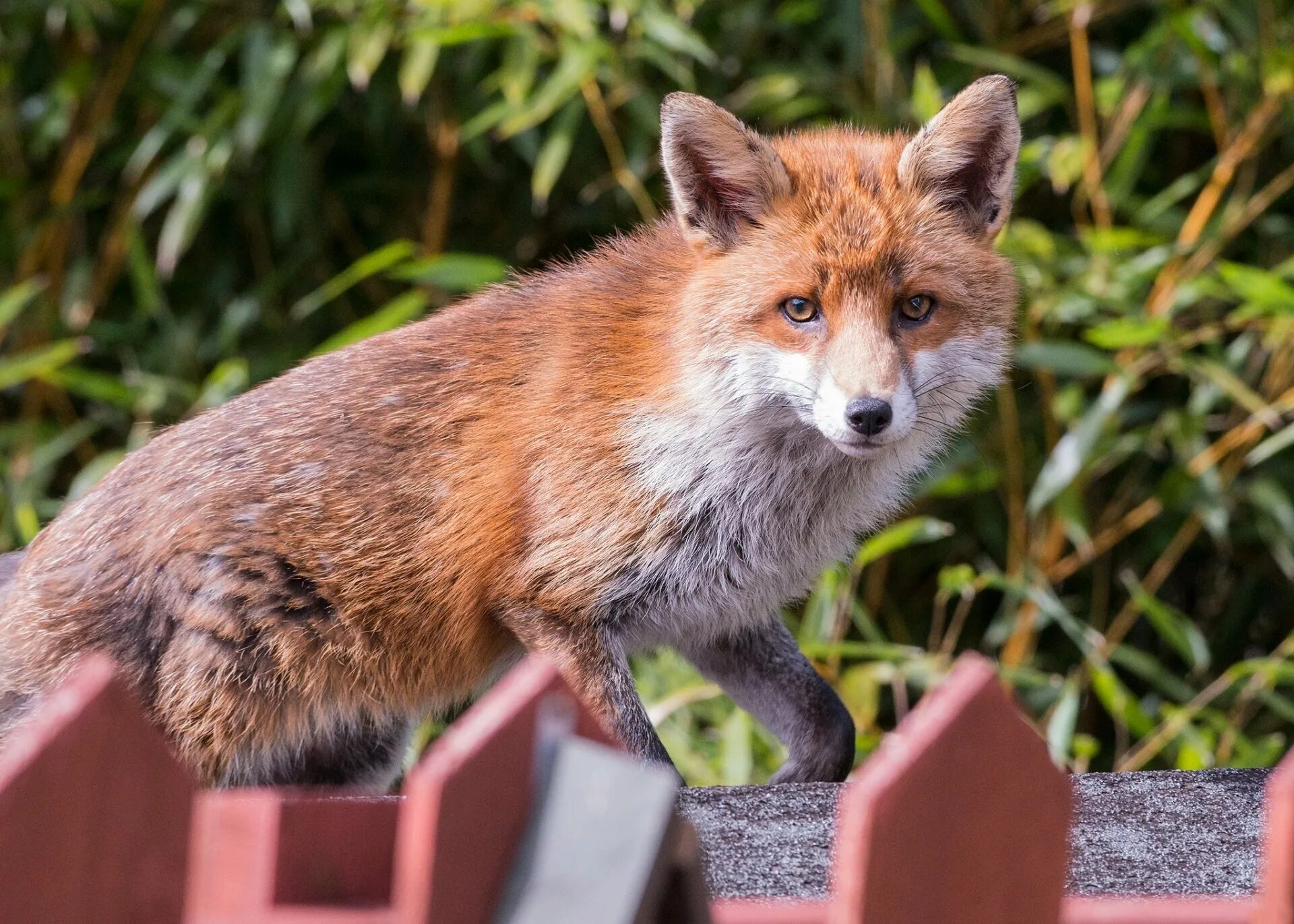 Fox на русском языке. Лиса. Обыкновенная лисица. Крупные лисы. Огромная лиса.