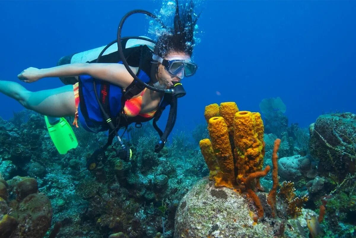 Sea dive. Скуба дайвинг. Остров Каталина Доминикана дайвинг. Пунта Кана дайвинг. Барьерный риф Белиз.