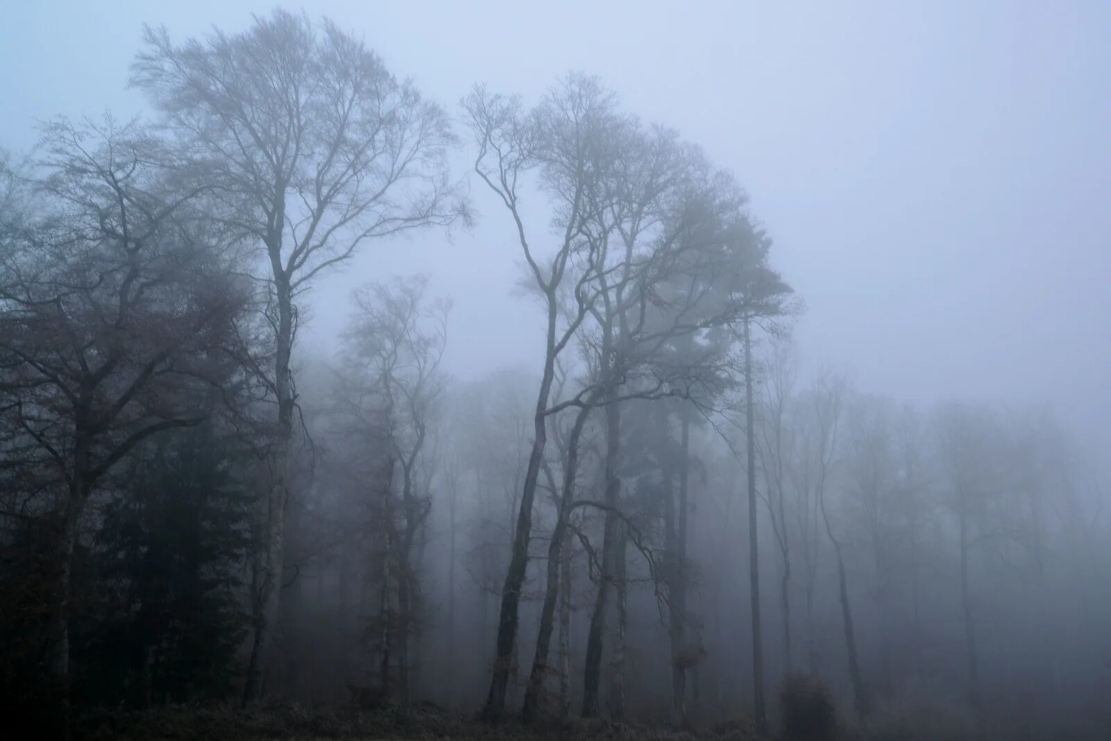 Мгла стивен кинг туман. Солнце сквозь туман. Мгла природа. Под мглой. Монохромные деревья в тумане для стены.