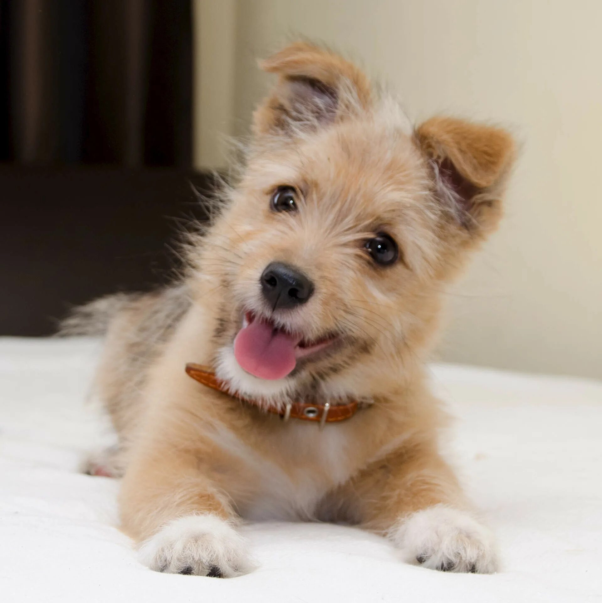 маленькие игривые собачки. корги вислоухий. порода собак чихуахуа. милые щеночки. бигль щенок.