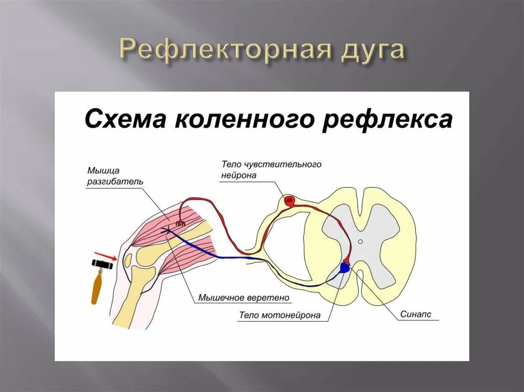 Последовательность элементов коленного рефлекса. Строение рефлекторной дуги анализатора. Рефлекторная дуга коленного рефлекса. Двухнейронная рефлекторная дуга.