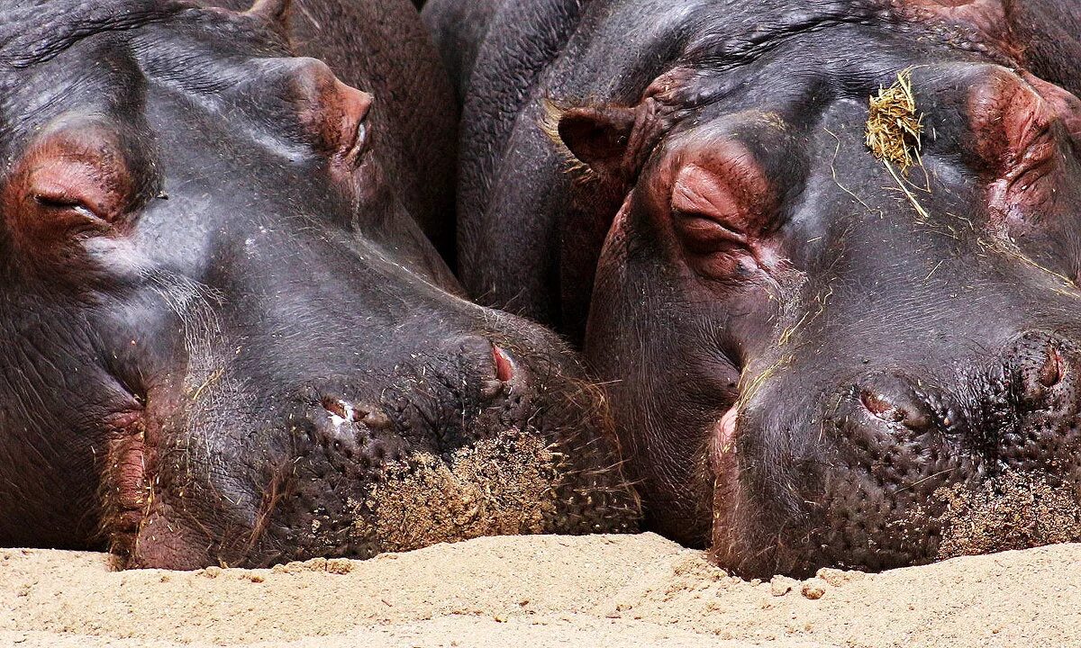 Прилег стоя полежать. Немного прилягу. Спящий котик с надписью. Устал мем. Любви все особи покорны.
