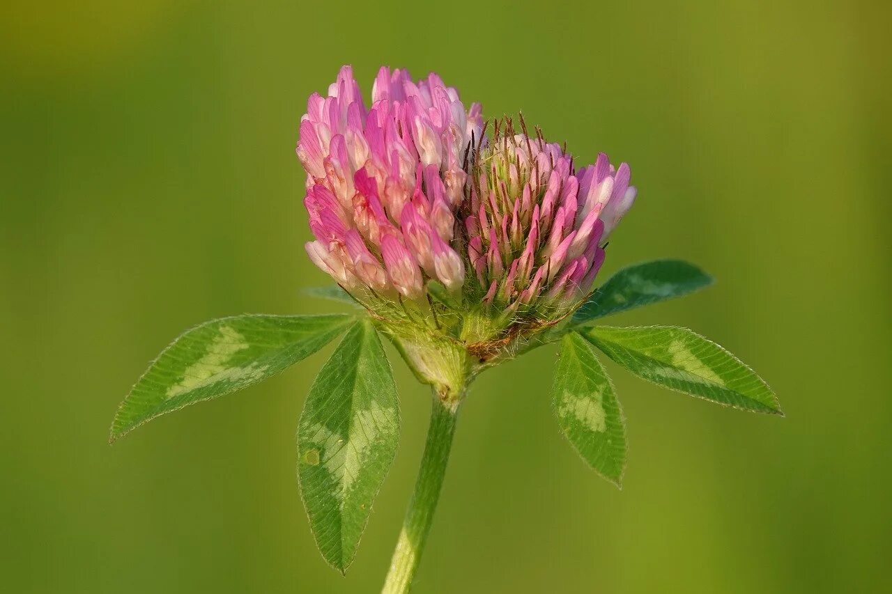 Клевер Trifolium Rubens. Соцветие клевера Лугового. Клевер Луговой листья. Клевер с красными листьями. Клевер луговой небольшое растение обычно его