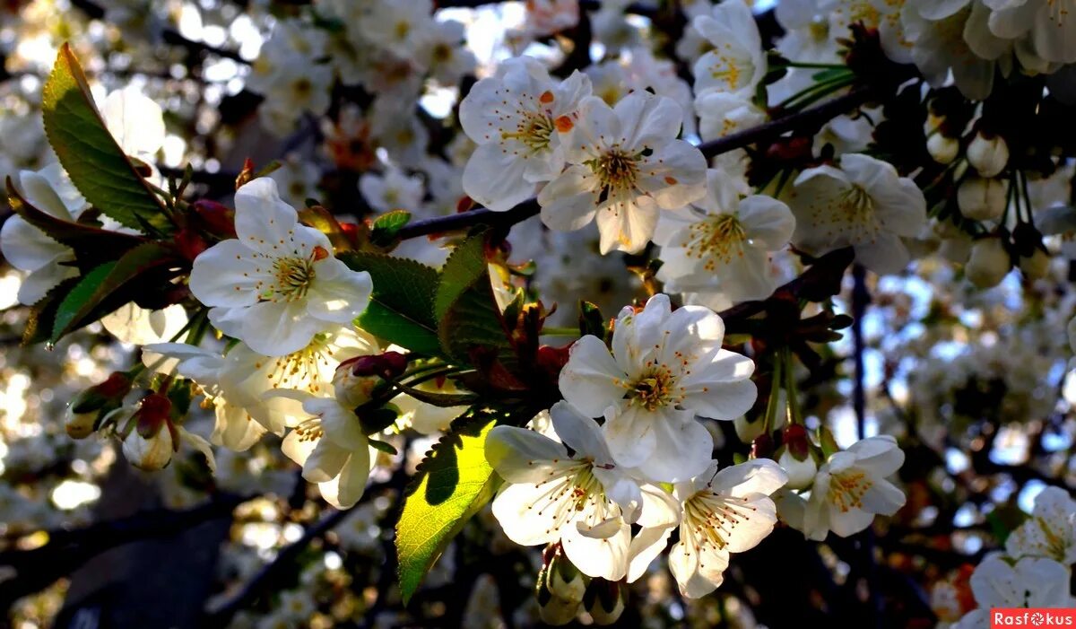 расцветали яблони и груши песня видео. расцветали яблони и груши песня видео. цветение яблони желтое. расцветали яблони и груши песня видео. расцветали груши.