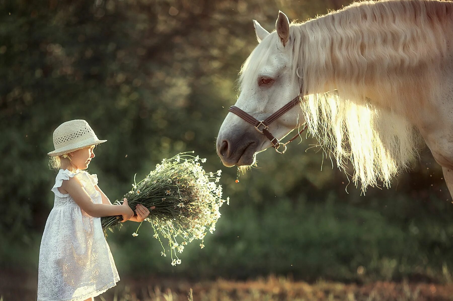 Девочка на лошади. Детская фотосессия с лошадкой. Детская фотосессия с лошадьми. Фотосессия с лошадьми дети. Добра коня
