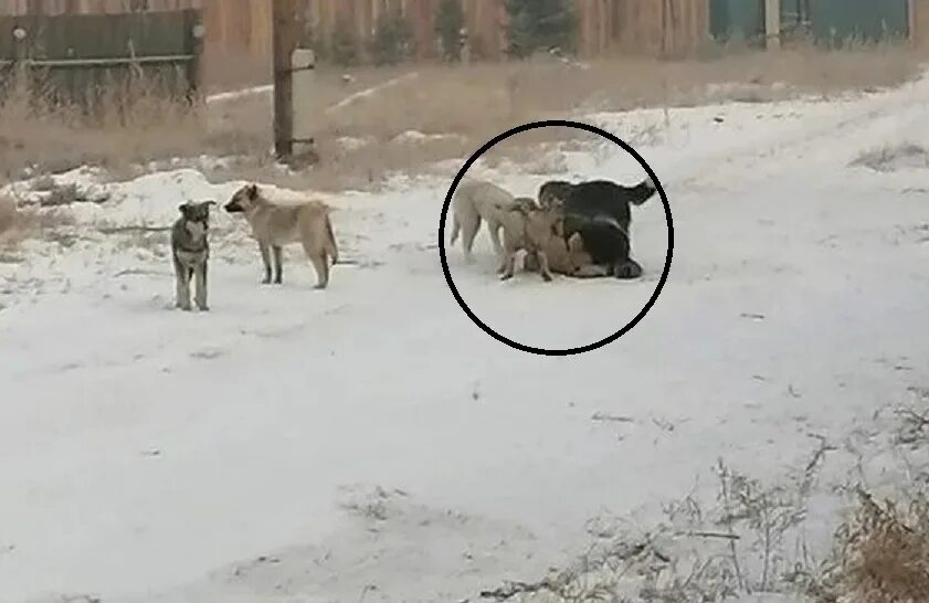 Тигр погнался за оленем и догнал. Бродячие собаки в Коркино. Стая собак растерзала девочку. Собаки сгрызли девочку.