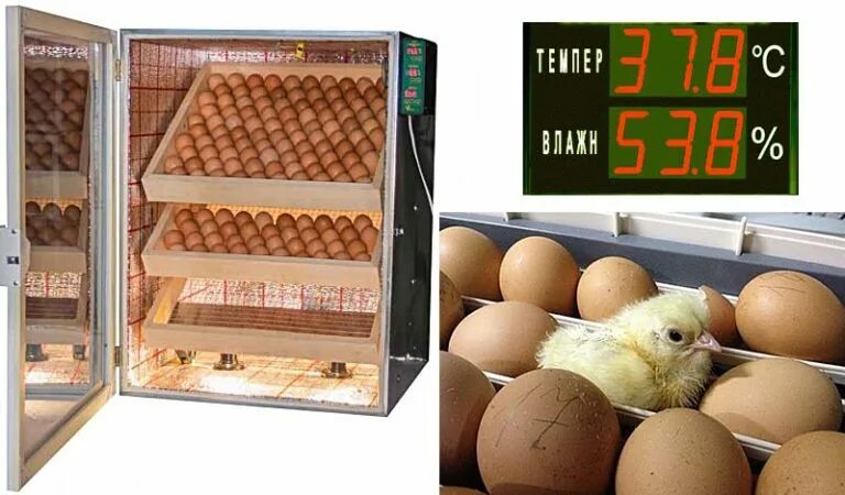 Инкубация куриных яиц в инкубаторе. Инкубатор Золушка на 30 яиц. Куриные яйца в инкубаторе. Цыплята в инкубаторе.