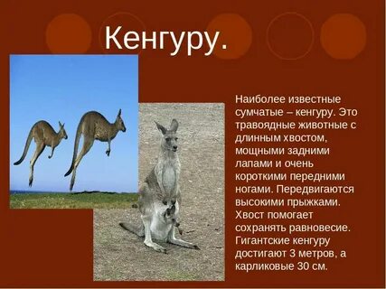 Кенгуру откуда название