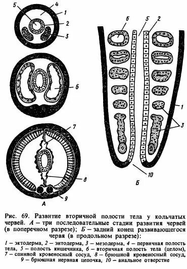 Тип полости тела у животных. Вторичная полость тела у кольчатых червей. Образование вторичной полости тела у кольчатых червей. Развитие целома у кольчатых червей. Формирование целома у кольчатых червей.