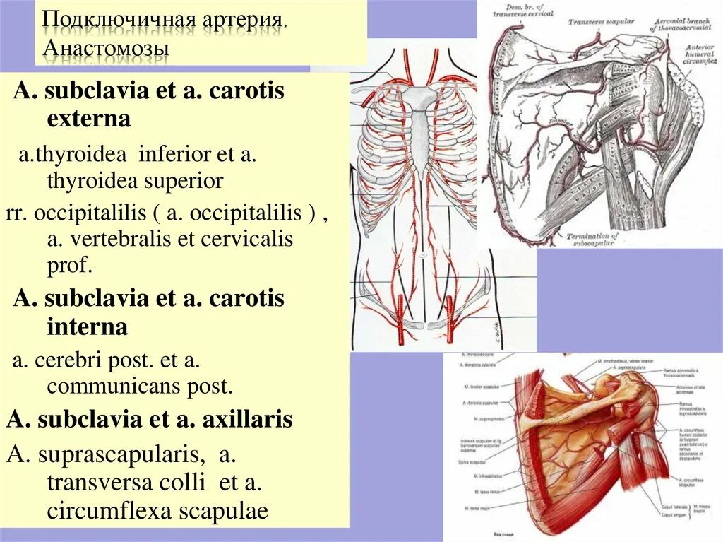 A circumflexa scapulae. A circumflexa scapulae