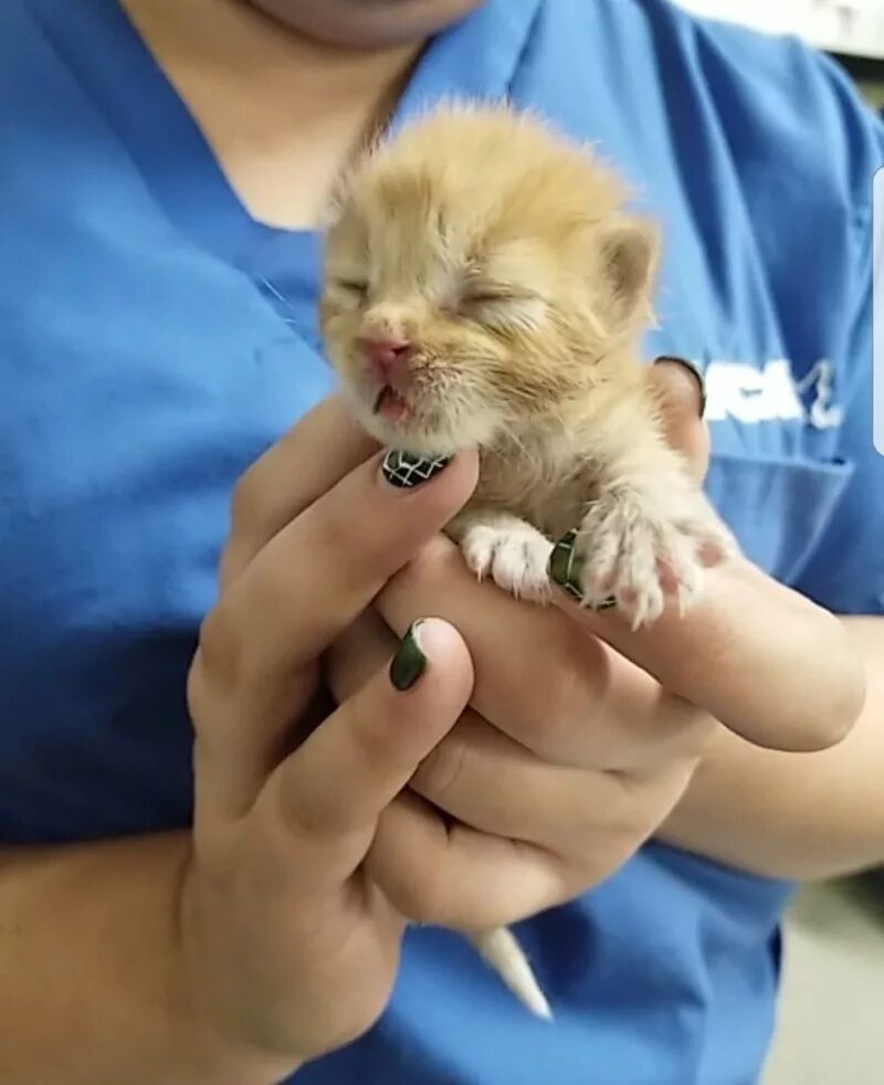 Писк кота. Писк котят. котенок пищит. пищание маленьких котят.