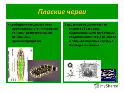 Свободноживущие плоские черви признаки