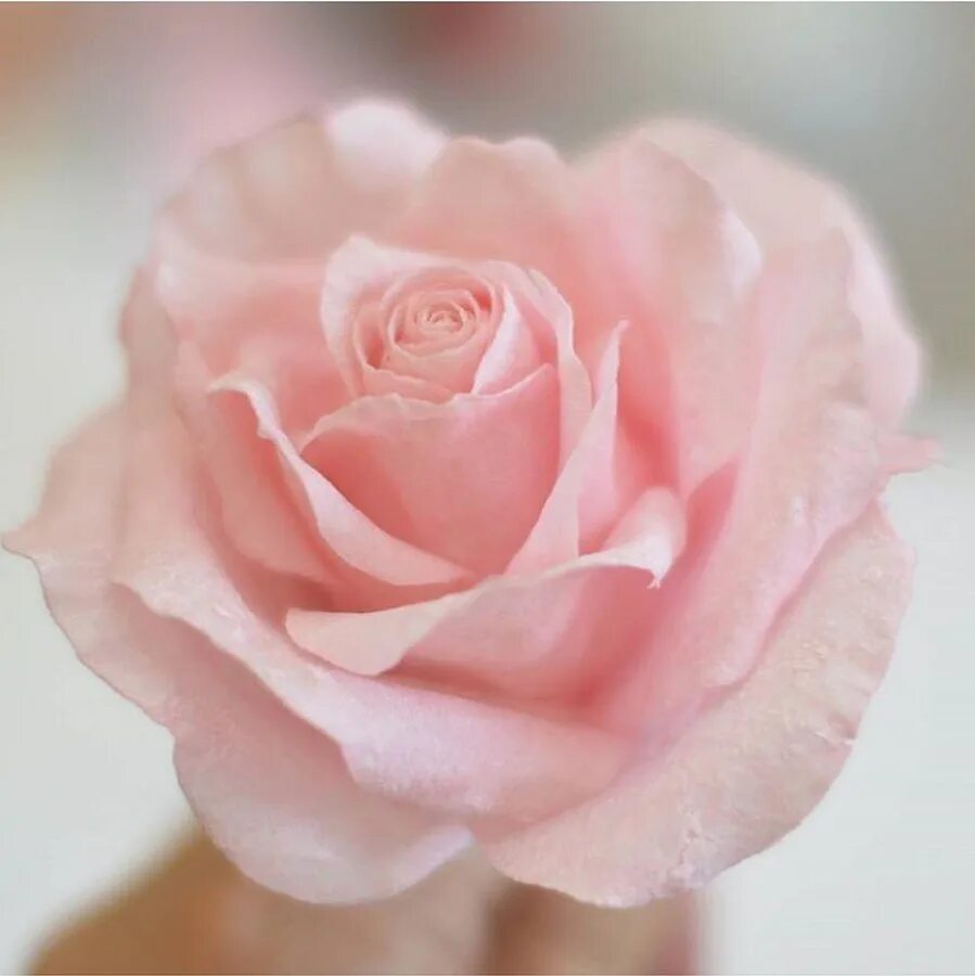 Воздушные розочки. Вафельные цветы. Вафельные цветы для торта. Вафельные цветы розы розовые.