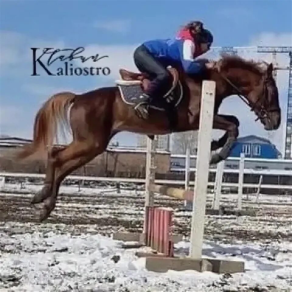 Четырехлетний жеребец был будто создан для беговой скачки.