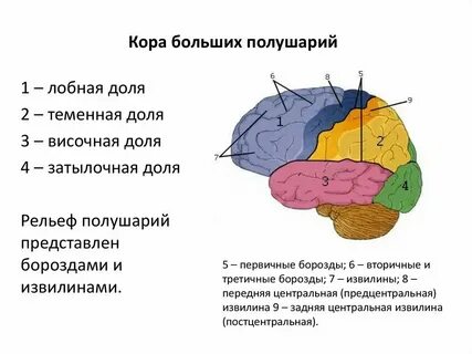 Вкусовые зоны коры больших полушарий