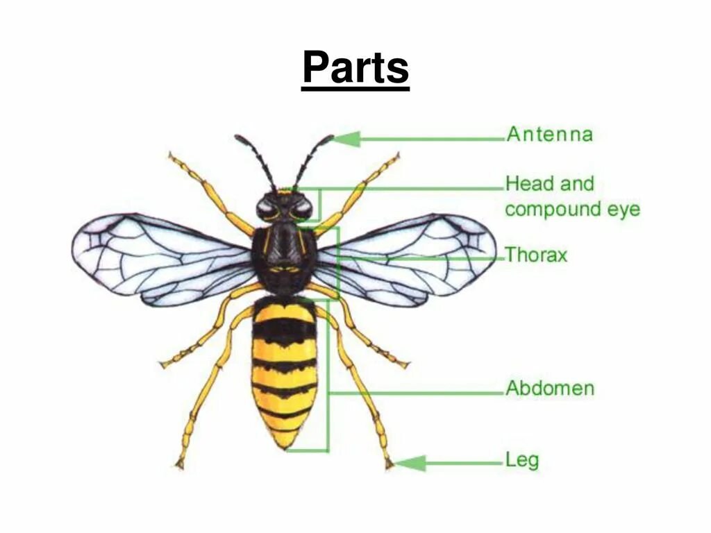 Какие части насекомого изображены. Части тела насекомых. Части тела насекомых для детей. Строение тела насекомых. Строение тела насекомых для детей.