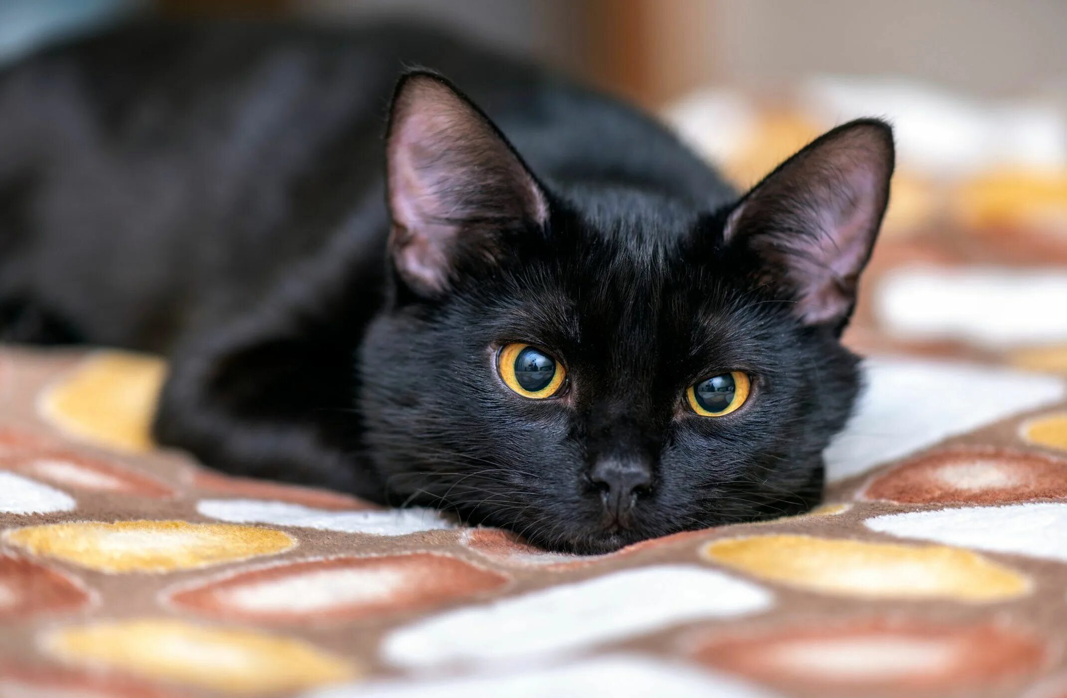 Порода черной кошки с желтыми глазами. Бомбейская кошка. Чёрная кошка порода Бомбейская. Британская Бомбейская кошка. Бомбейская кошка гладкошерстная.
