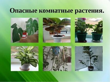 Какие комнатные растения вредны
