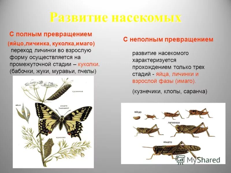 Муравьи развитие с полным превращением. Цикл развития насекомых с неполным превращением. личинки насекомых с неполным превращением. полное превращение и неполное превращение насекомых.