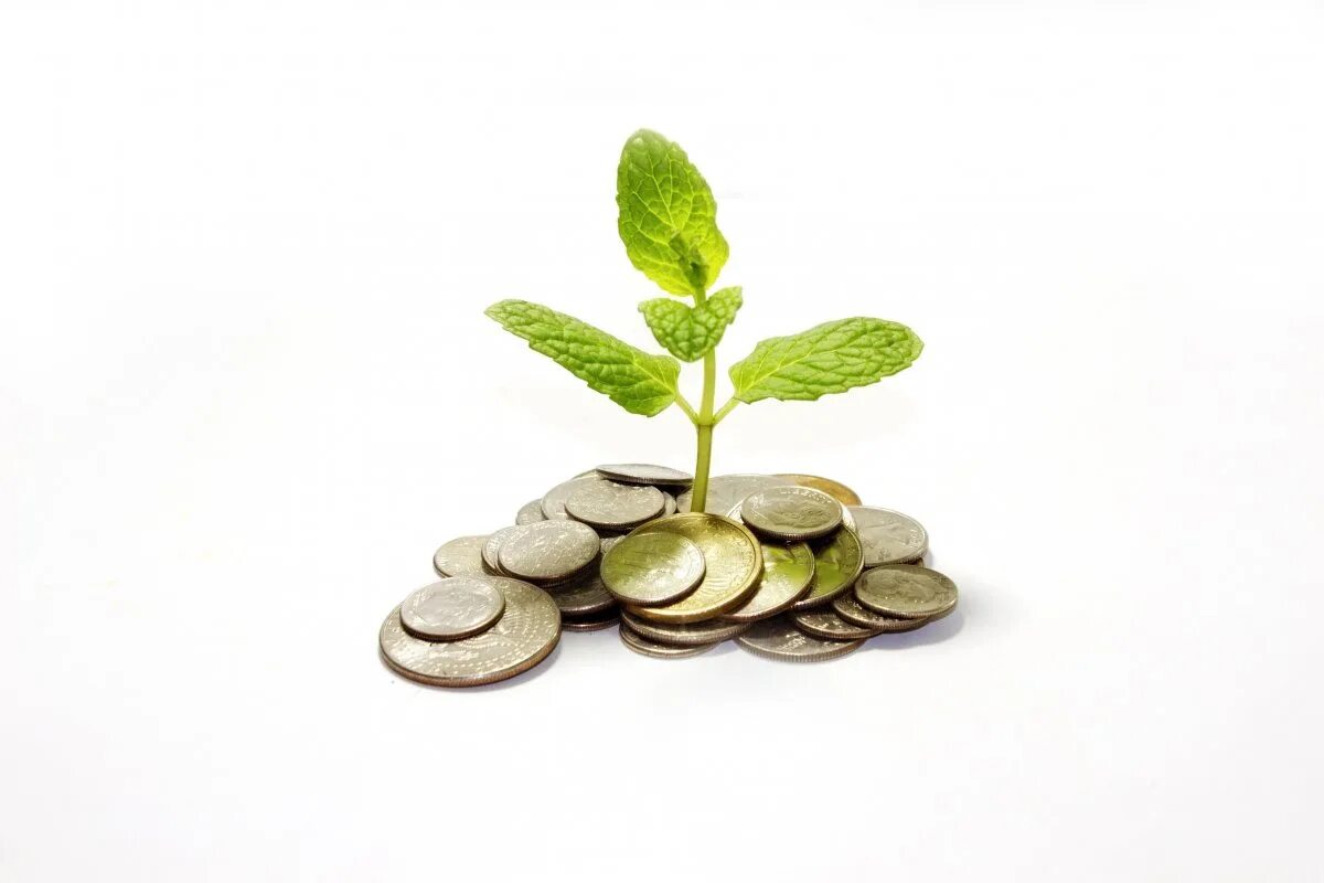 Росток из монет. Растение Монетка. Финансы на белом фоне. Деньги и растения. Финансовая экология