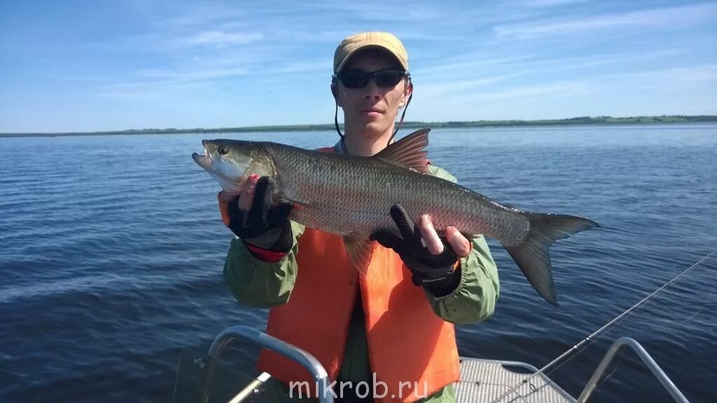 Рыбалка на рыбинке. Рыбинское водохранилище рыбалка. Рыба в Рыбинском водохранилище. Судак Рыбинского водохранилища. Ихтиофауна Рыбинского водохранилища.