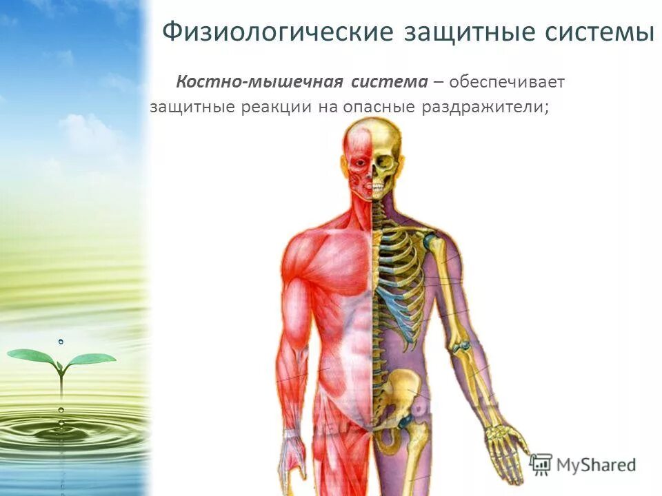 физико химический барьер. защитная реакция человека. значение защитно-приспособительных реакций. утомление характеризуется. утомление.