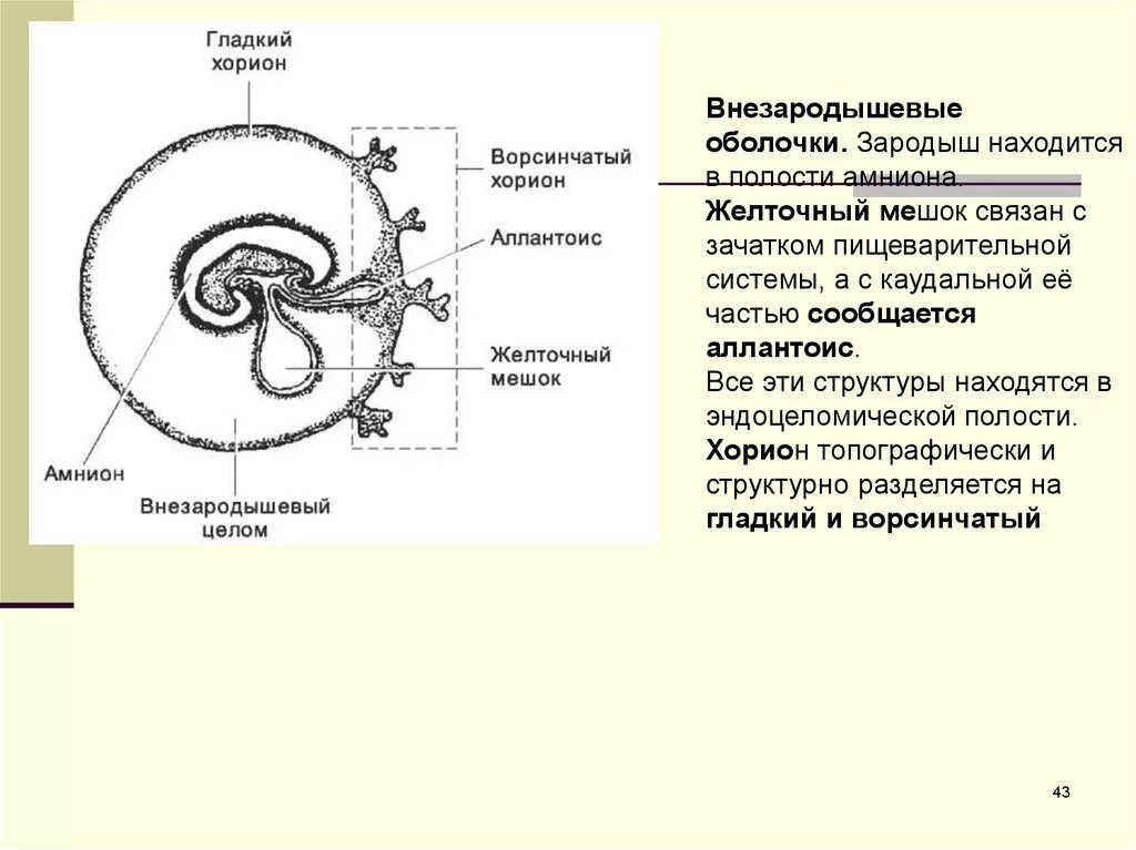 Оболочки зародыша хорион и амнион. Хорион амнион желточный мешок. Желточный мешок амнион аллантоис. Амнион хорион строение. Появление амниона и других зародышевых оболочек