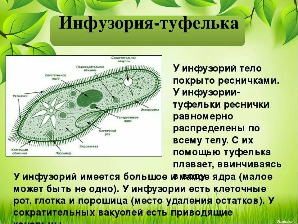 Инфузория туфелька текст. Инфузория туфелька текст. Инфузория туфелька сократительная вакуоль. Инфузория-туфелька это бактерия. Инфузория туфелька пелликула.