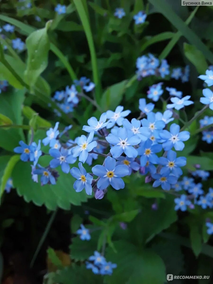 Незабудка Myosotis Myomark. Незабудки фото. Домашнее растение Незабудка. Незабудки, цветы, синие, крупный, план.