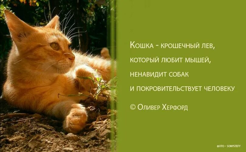 Высказывания о кошках. Афоризмы про кошек. Цитаты о котах. Высказывания о котиках.