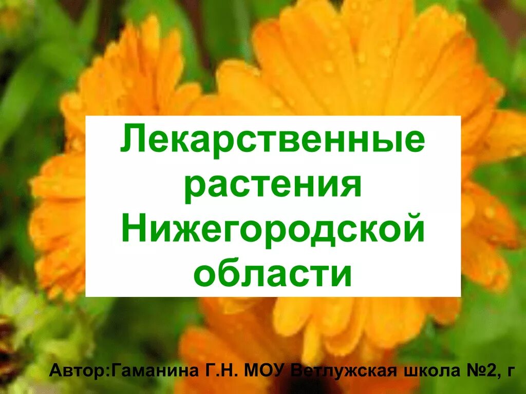 Травы нижегородской области. Растения Нижегородской области. Лекарственныерастенич Нижегородской области. Лечебные растения Нижегородской области. Целебное растение Нижегородской области.