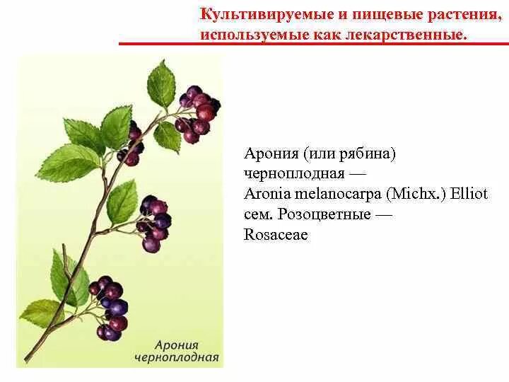 Лекарственные травы розоцветные. Технические продовольственные культуры. Растения возделываемые человеком. Лечебные травы тюменской области. Амарант ацтек.