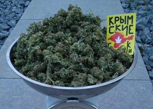 Крымские семечки. Крымские семечки СИД банк. Critical Kush Barney's Farm гроурепорт. Крымские семечки logo. Сид банки