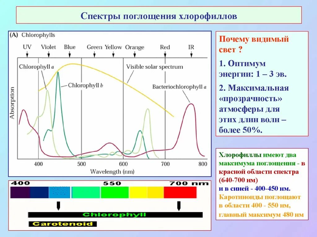 Спектры поглощения хлорофилла а и б. Спектр поглощения фотосинтетических пигментов. Спектры поглощения пигментов растений. Спектр поглощения хлорофилла.