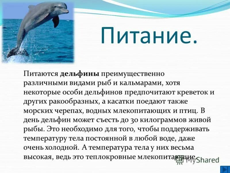 Дельфин описание 2 класс. Сообщение о дельфинах. Доклад про дельфинов. Рассказ о дельфине. Дельфин относится к группе животных