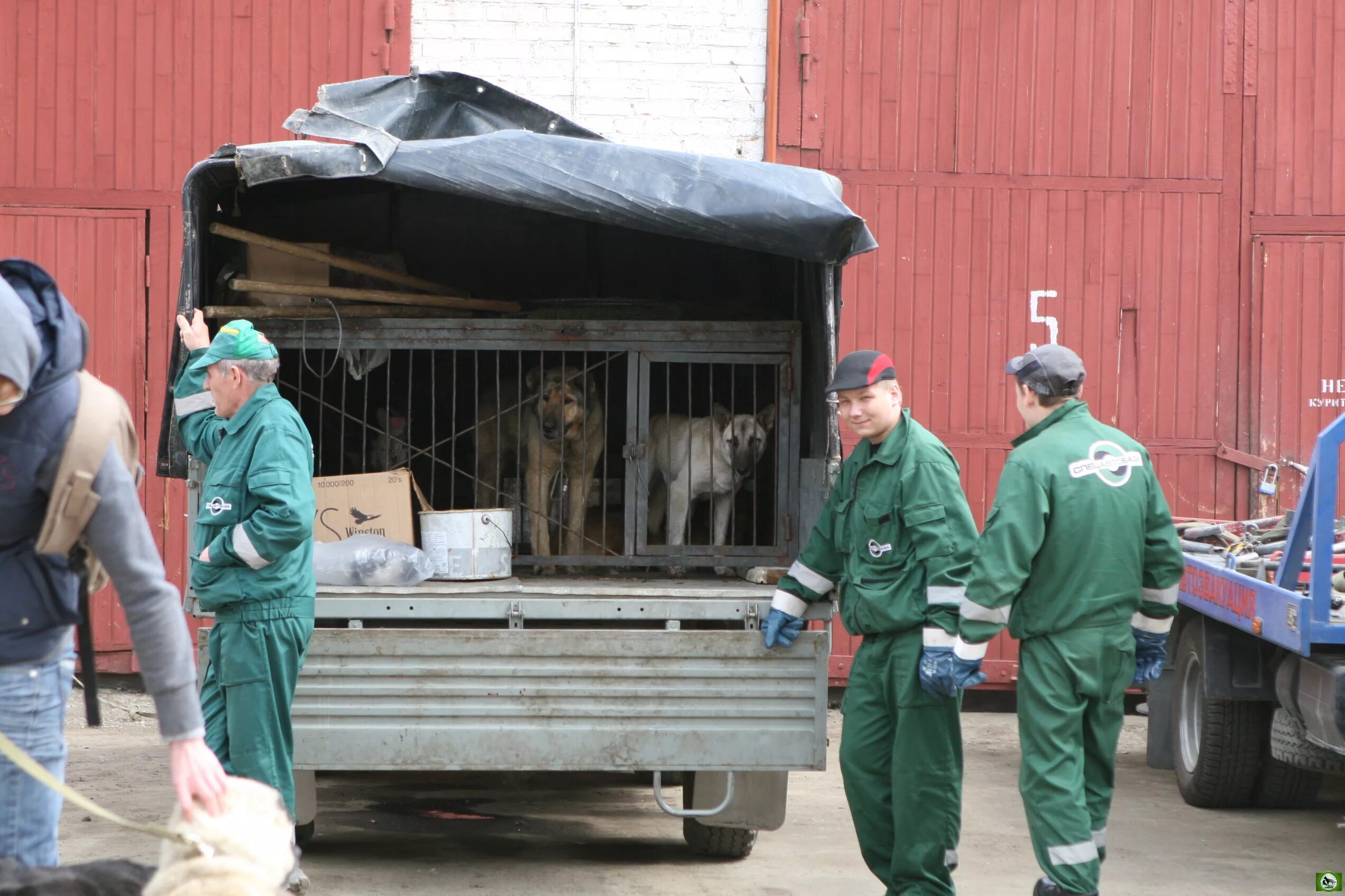 Автомобиль для отлова безнадзорных животных. Кошки из приюта пскова. Притравочная станция в россии. Зоопарк омск. Куда отправляют животных.