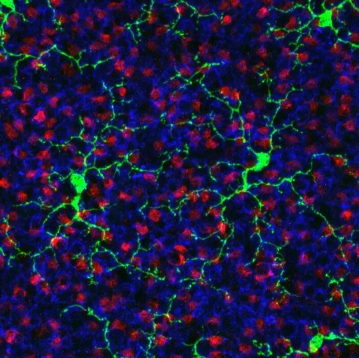 Молекулярный клеточный. Глиальные клетки сетчатки. Иммунные клетки мозга