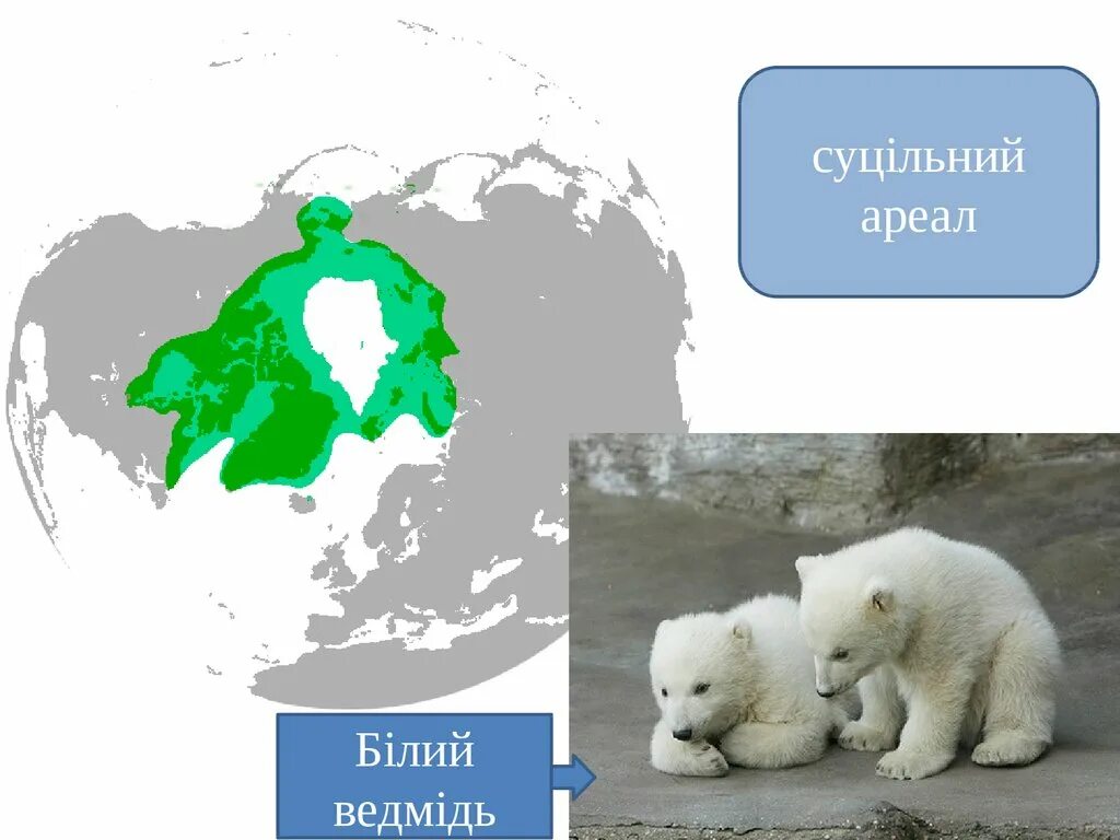 Ареал обитания белых медведей. Ареал белого медведя. Зона обитания белого медведя. Ареал распространения белого медведя. Как можно объяснить ареал обитания белого медведя