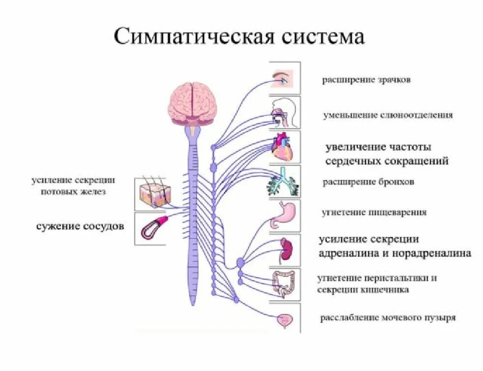 Симпатический отдел нервной системы функции. Симпатический отдел ВНС функции. Активация симпатического отдела вегетативной нервной системы. Симпатическая нервная система функции