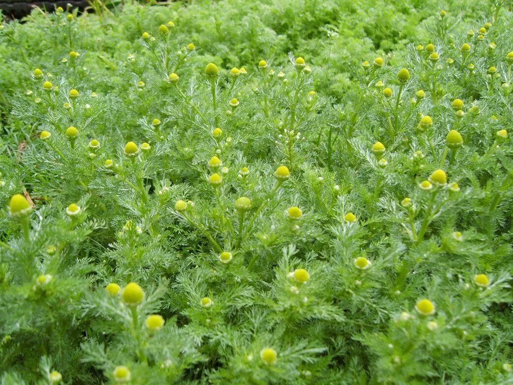 Ромашка пахучая безъязычковая. Ромашка пахучая (Matricaria discoidea). Ромашка зелёная безъязычковая. Ромашка пахучая семена. Тип ромашки лекарственной