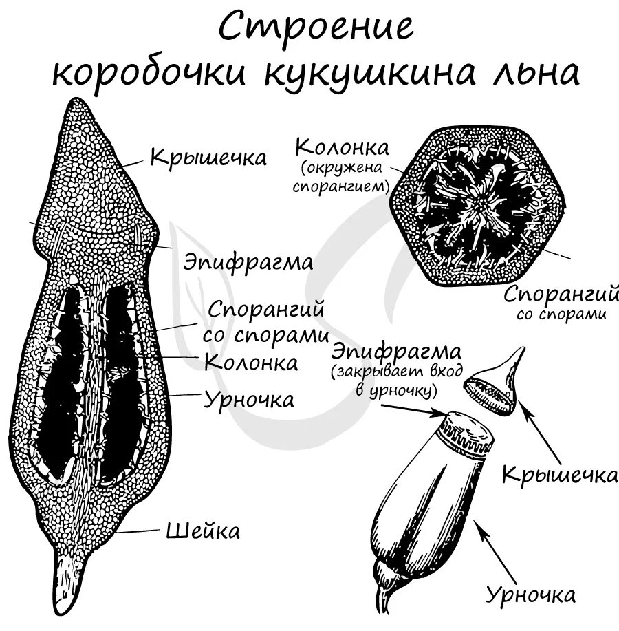 спорогон кукушкиного льна. изучите строение коробочки. кукушкин лен строение коробочки. изучите строение коробочки. изучите строение коробочки.