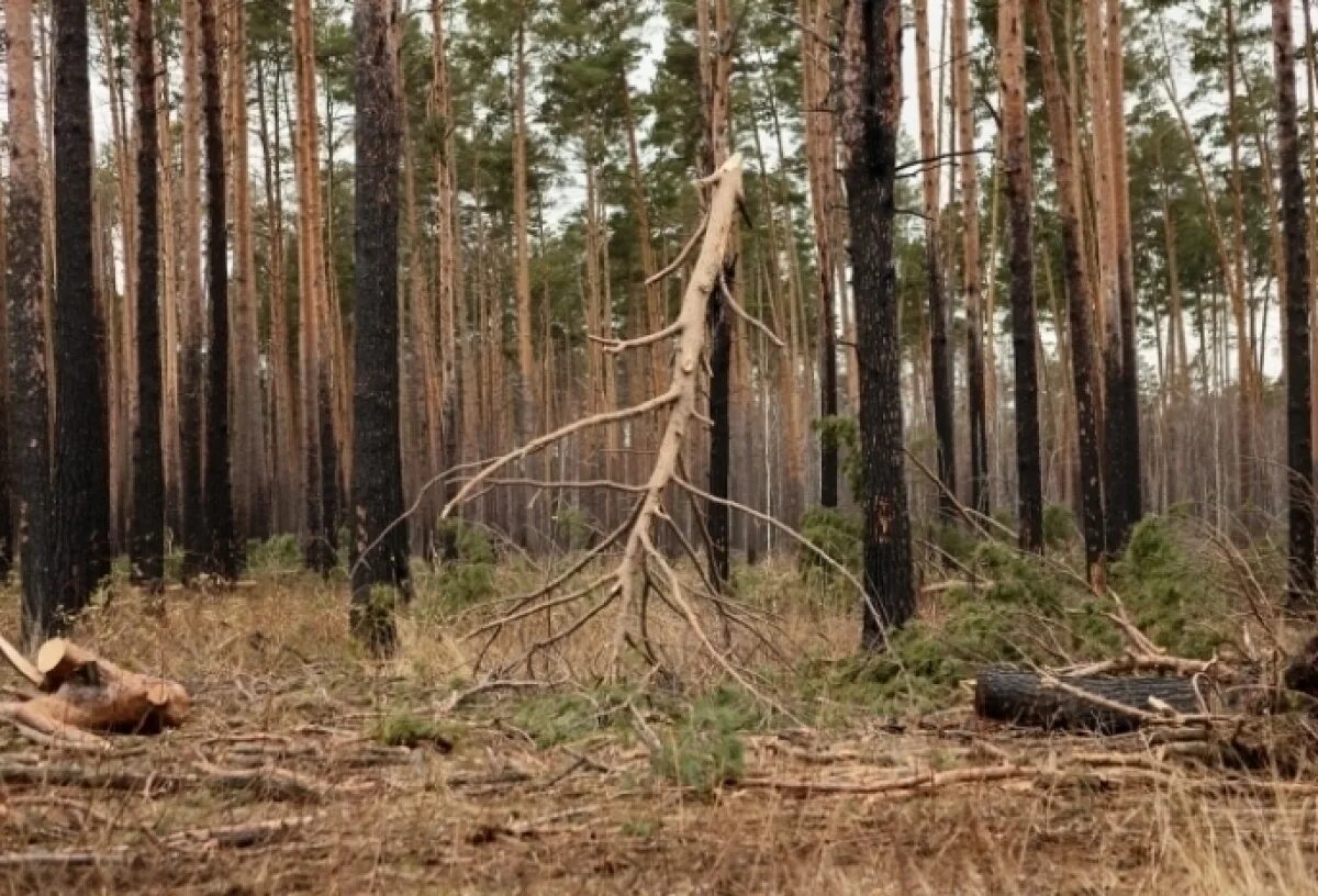 Подгородный лесхоз Омск. Сосновый лес Омск. Сосна в Сосновом Бору. Пожар в Сосновом лесу. Лес 3 действия