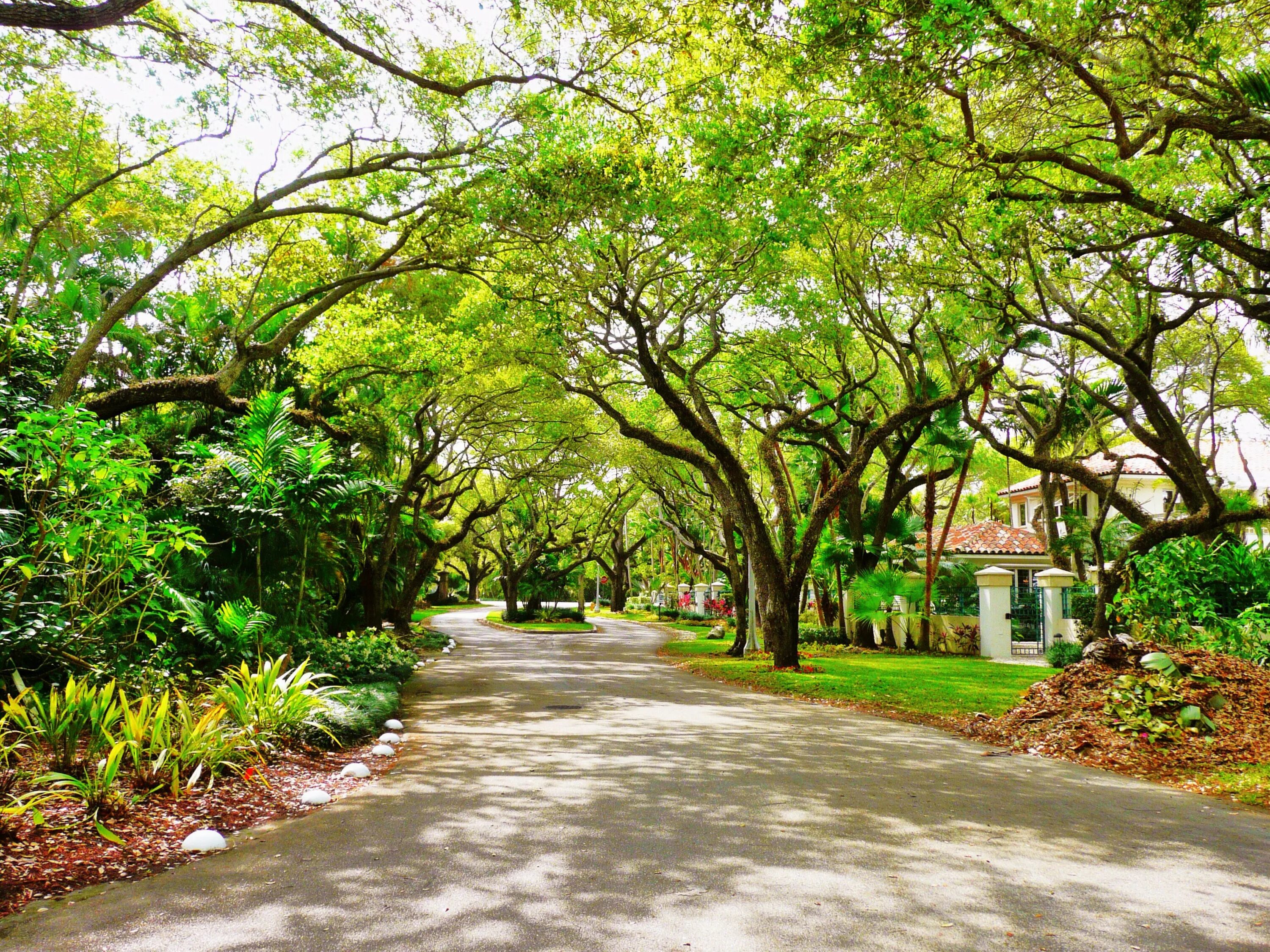 Coral Gables город. Деревья в городе. Улица с деревьями. Улица деревья город. Street trees