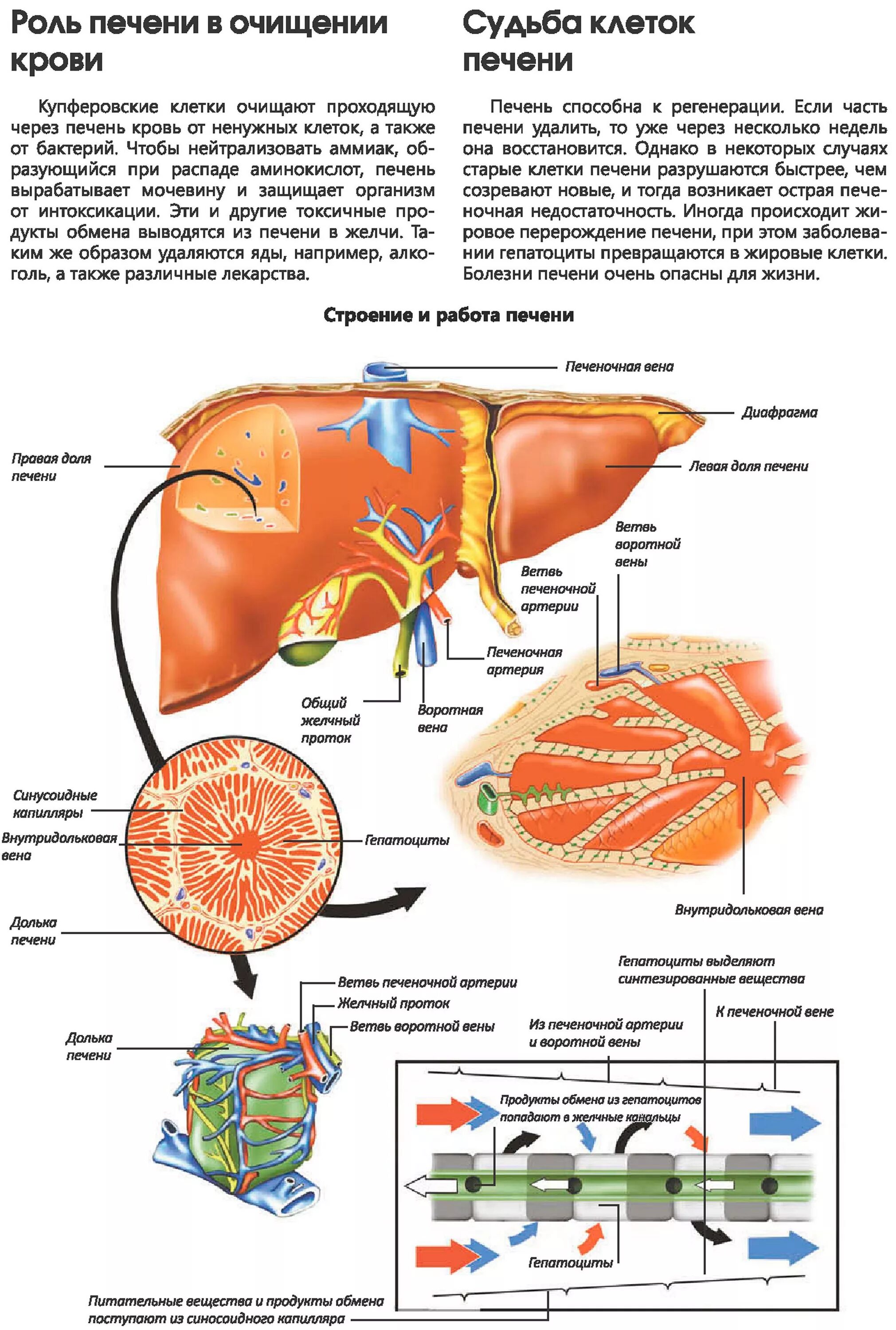 Клетки печени в крови. Строение печени. Строение клетки печени. Строение и работа печени. Печень схема.