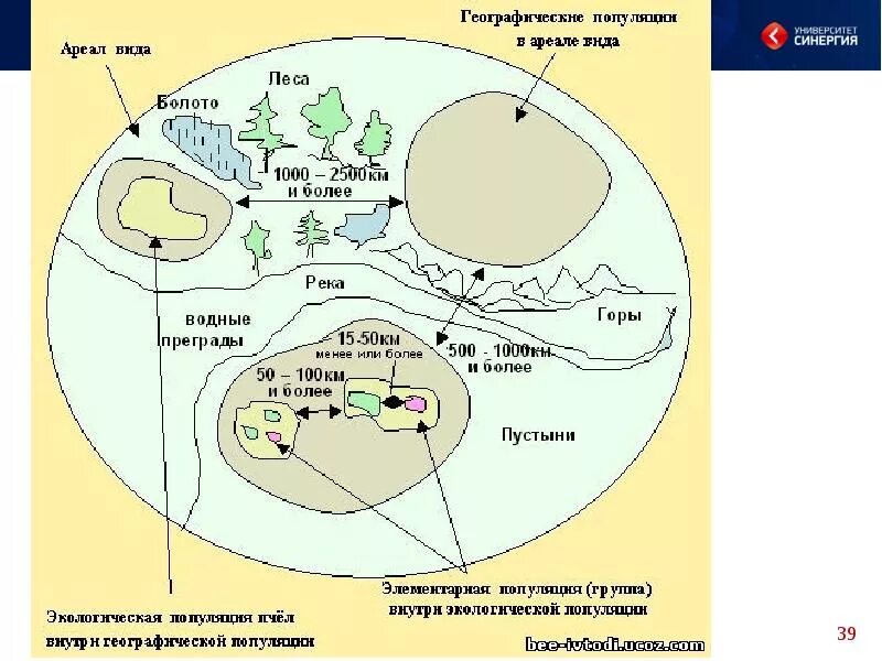 Распространение популяции