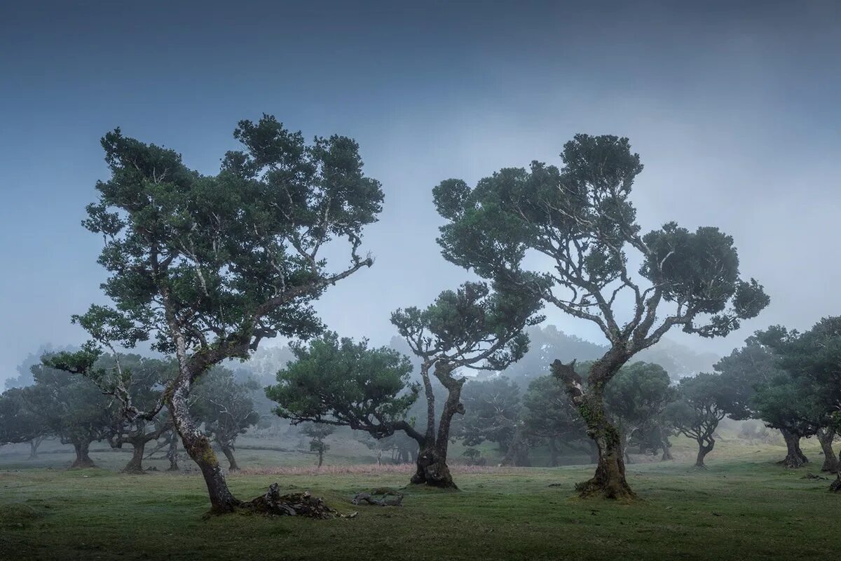 Ancient trees