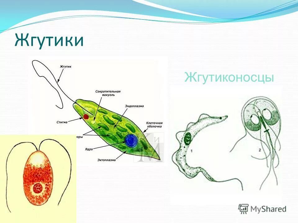 Передвижение эвглены