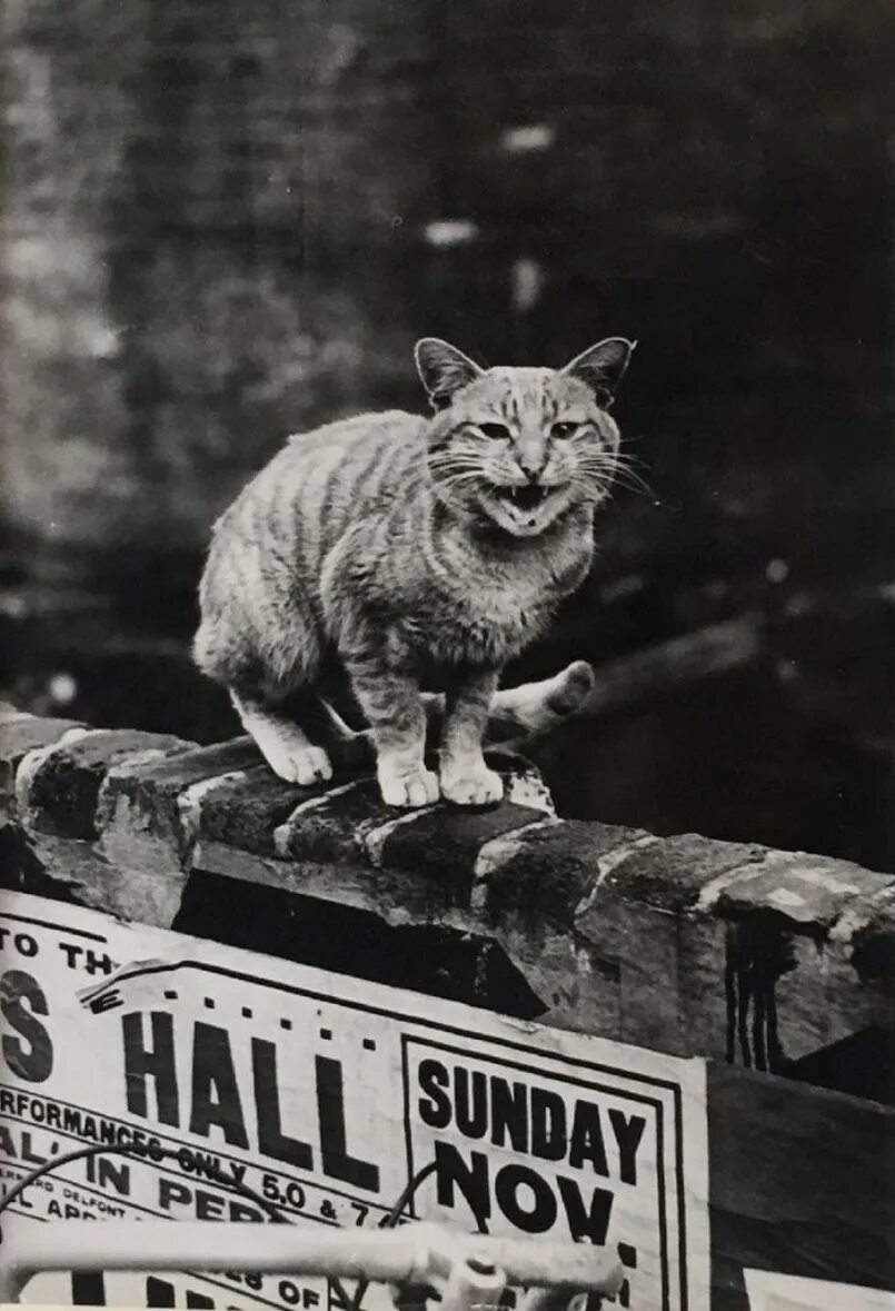 Движение первых кот. Thurston Hopkins. Старинная фотография кота. Первые коты. Лондонский кот.