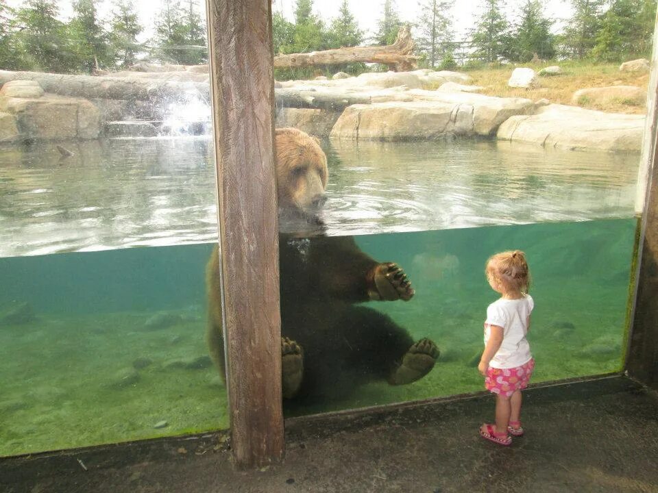 Дети видели медведя. Беременный мишка. Фотосессия с медведем. Медведь весной. Бурый медведь с медвежатами.