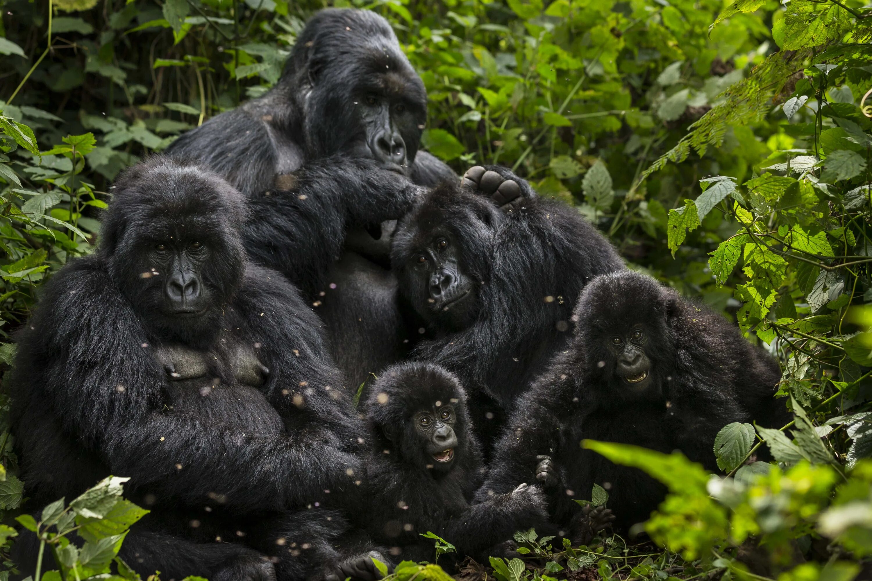 Национальный парк Вирунга гориллы. Восточная Горная горилла. Западная горилла Gorilla Gorilla. Сильвербэк горилла. Наблюдать обезьяна